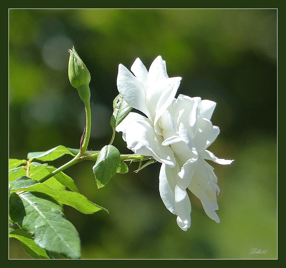 Weisse Blüten ...