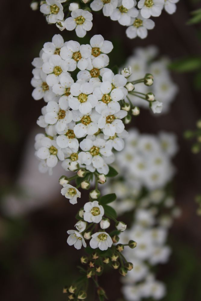 Weiße Blüten... von Kleine84 