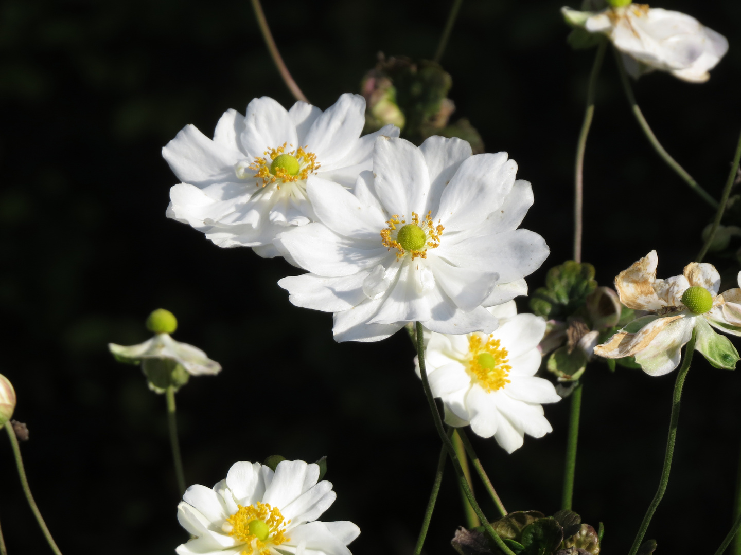 Weiße Blüten