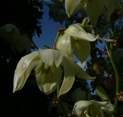 Weiße Blüten im Abendlicht