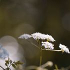 Weiße Blüten im Bokeh