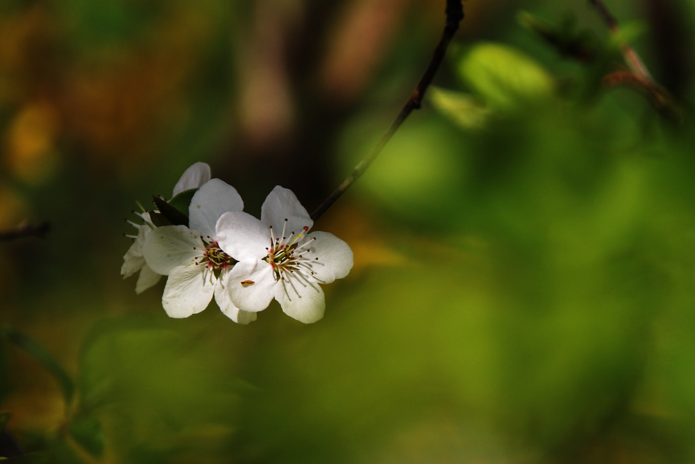 weisse Blüten im "Grünen"