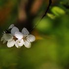 weisse Blüten im "Grünen"