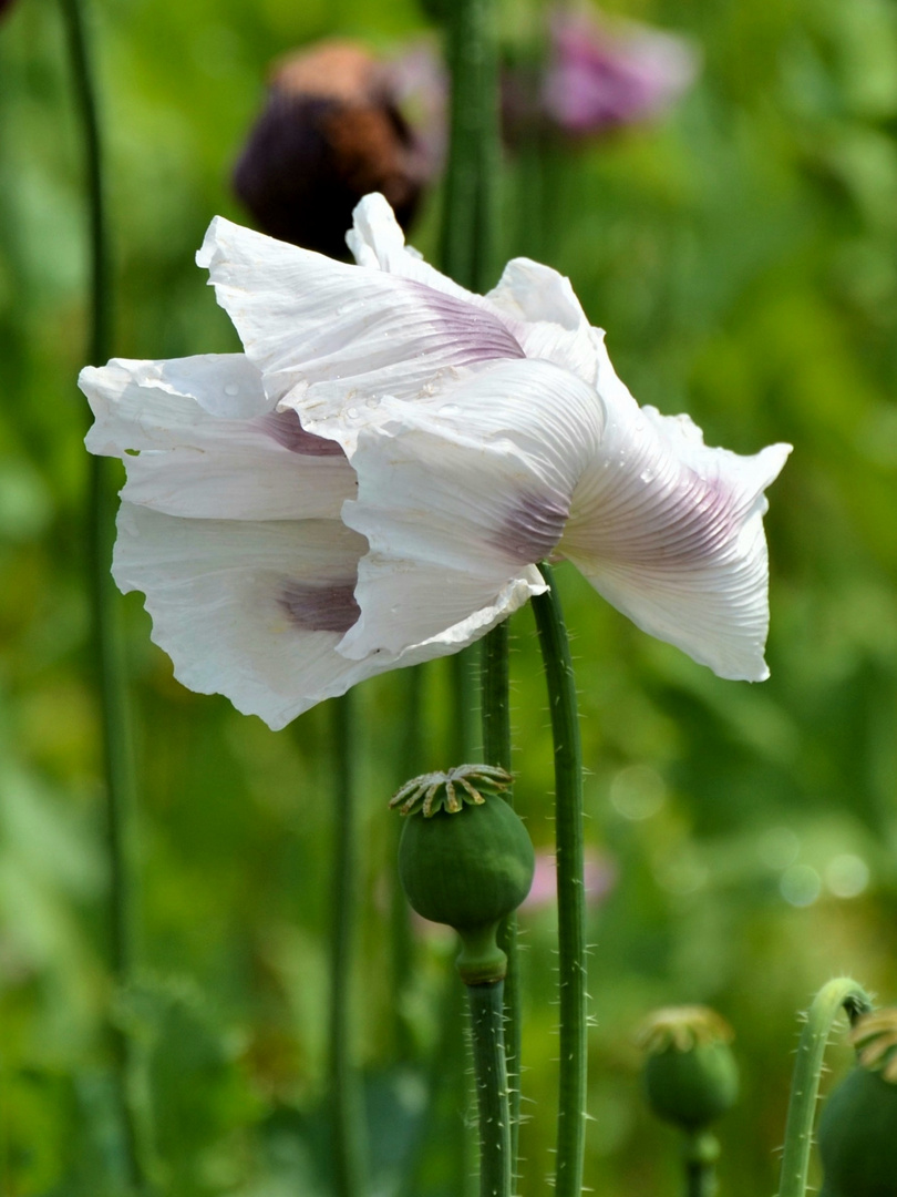 Weiße Blüten im lila Feld 