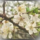 Weiße Blüten im Regen