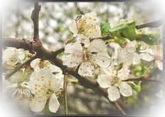 Weiße Blüten im Regen