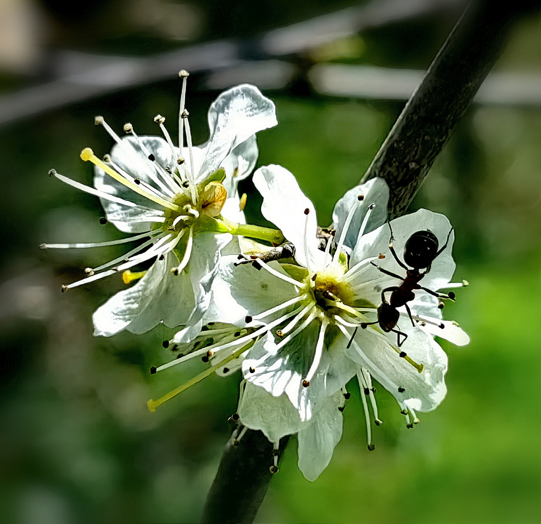 weiße blüten im wald