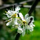 weiße blüten im wald