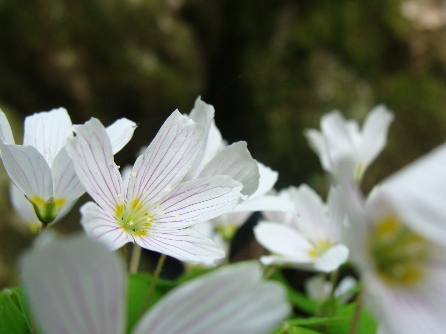 weiße Blüten im Wald