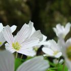 weiße Blüten im Wald