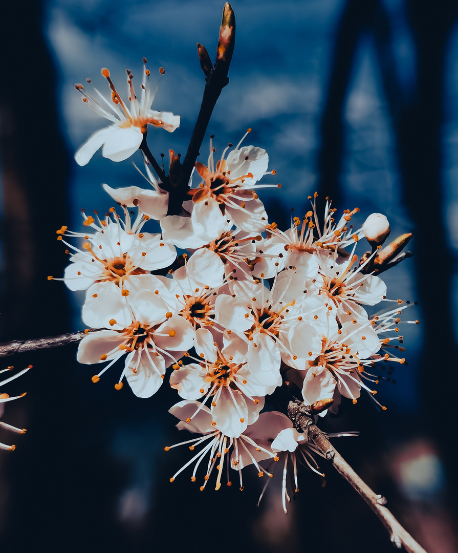 Weiße Blüten im Wald