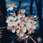 Weiße Blüten im Wald