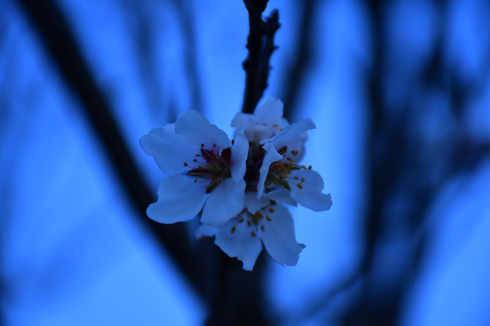 Weiße Blüten in Blau