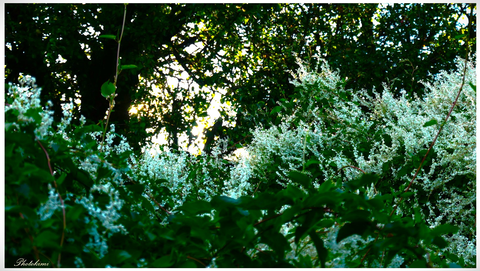 Weiße Blüten in der Sonne