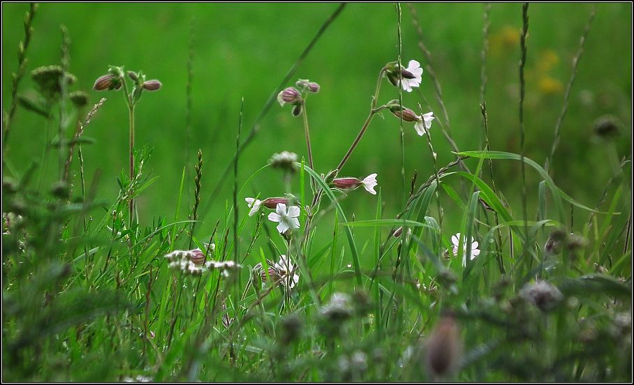 Weiße Blüten in der Wiese