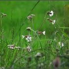 Weiße Blüten in der Wiese