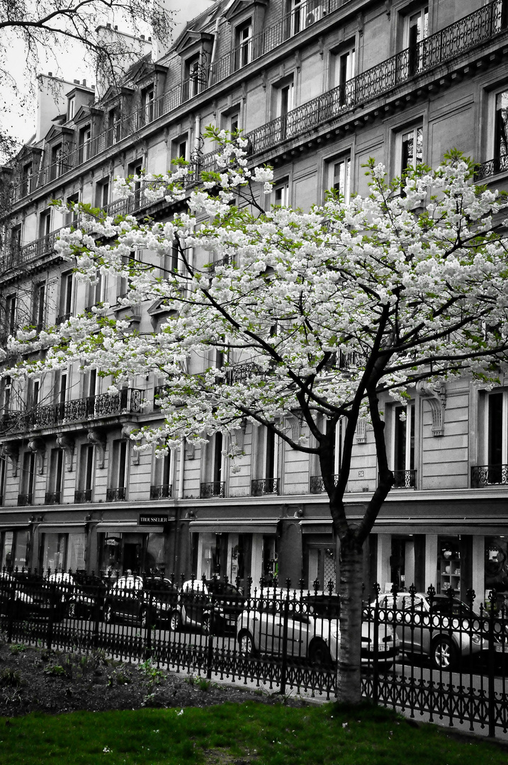 weiße Blüten in Paris 