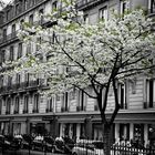 weiße Blüten in Paris 