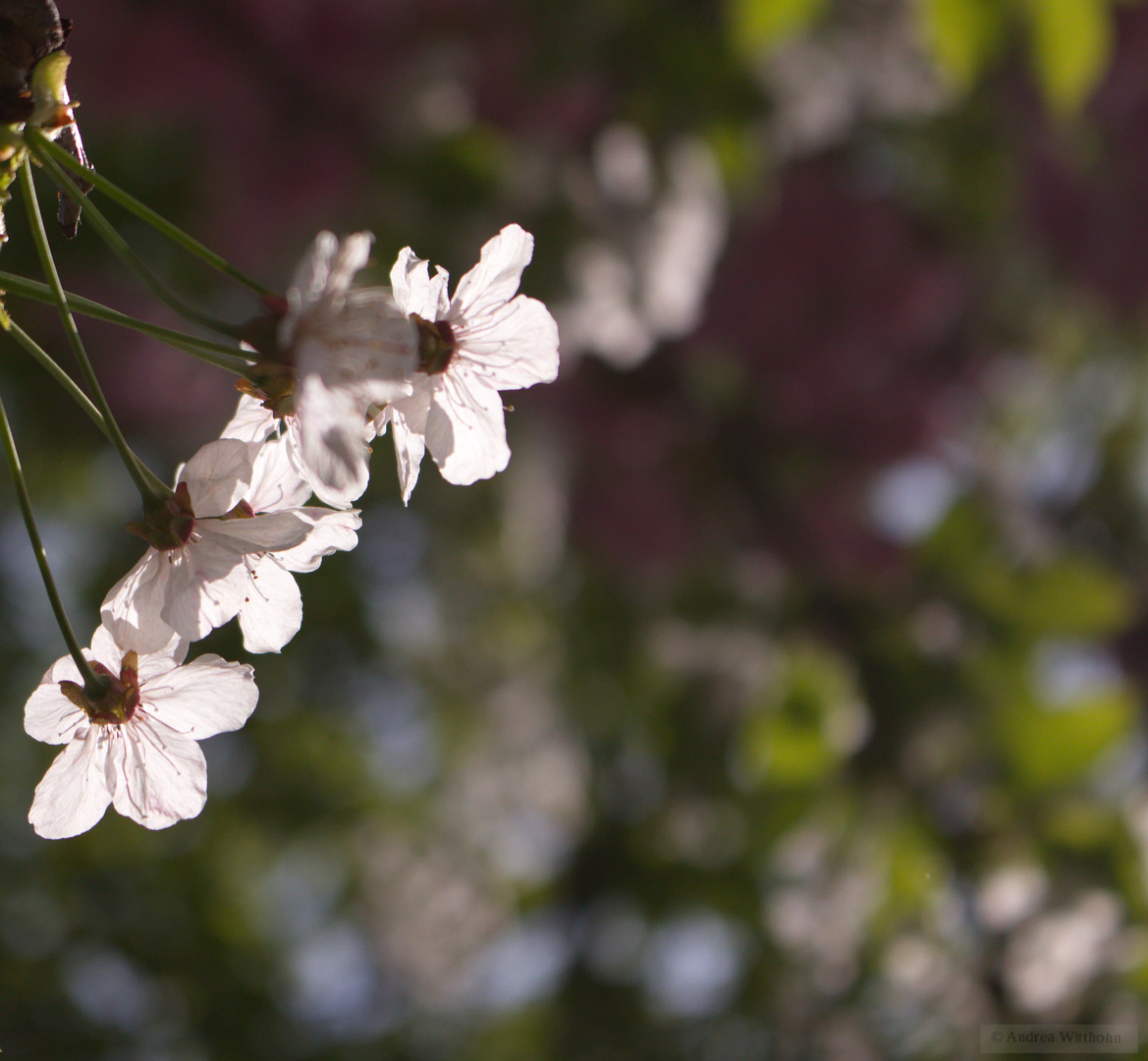 Weiße Blüten mit lila Bokeh