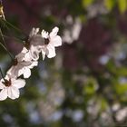 Weiße Blüten mit lila Bokeh