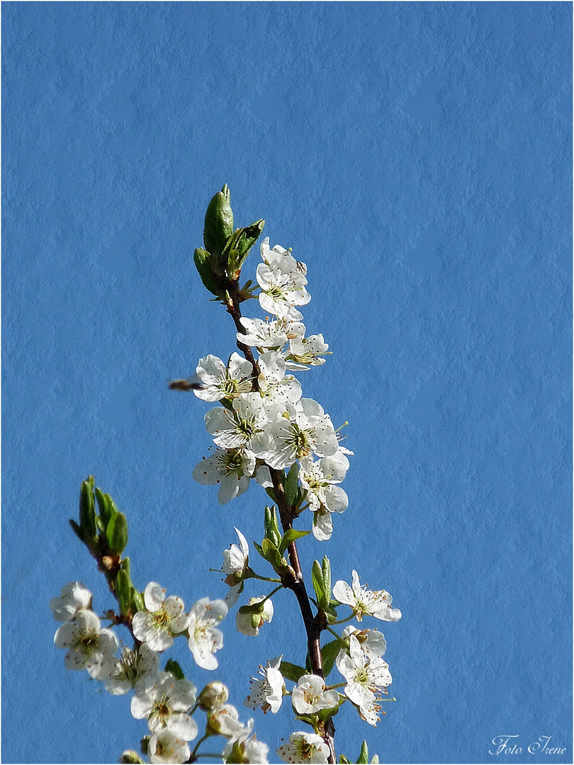 weiße Blüten - Mittwochsblümchen