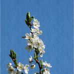 weiße Blüten - Mittwochsblümchen