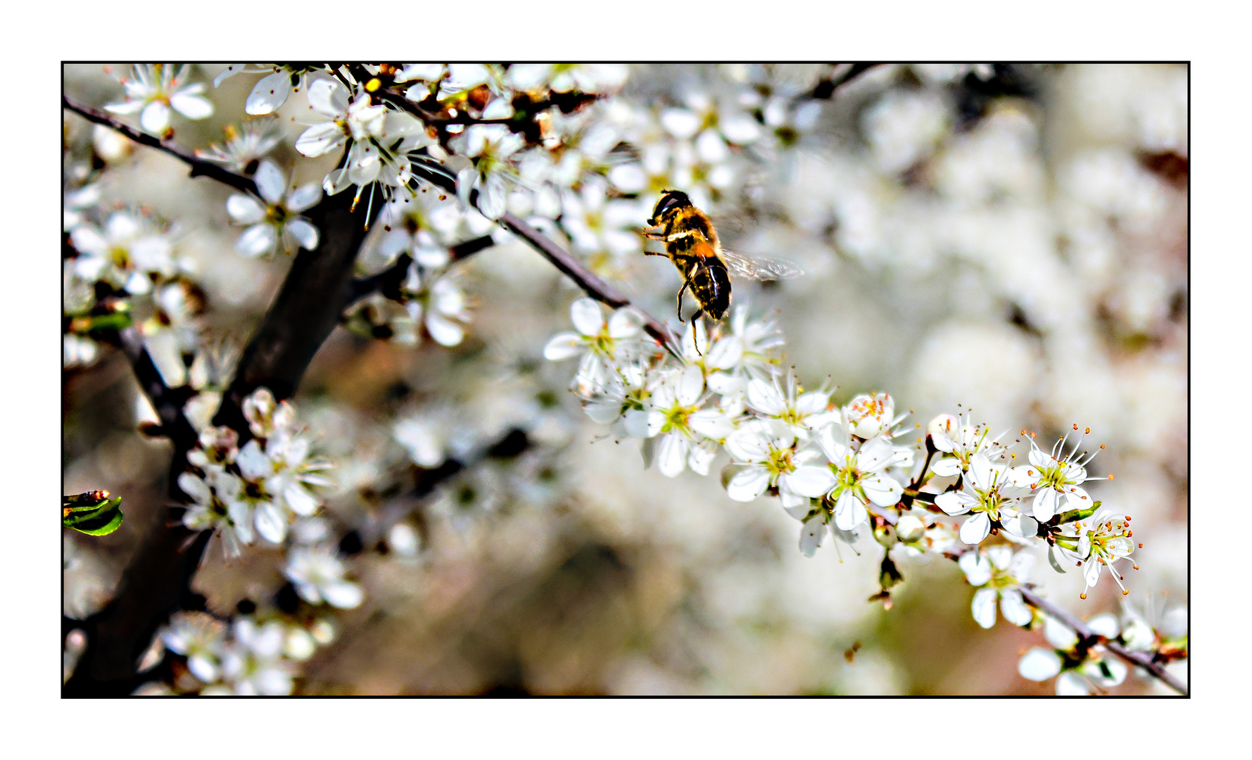 Weiße Blüten, nicht zu knapp ...