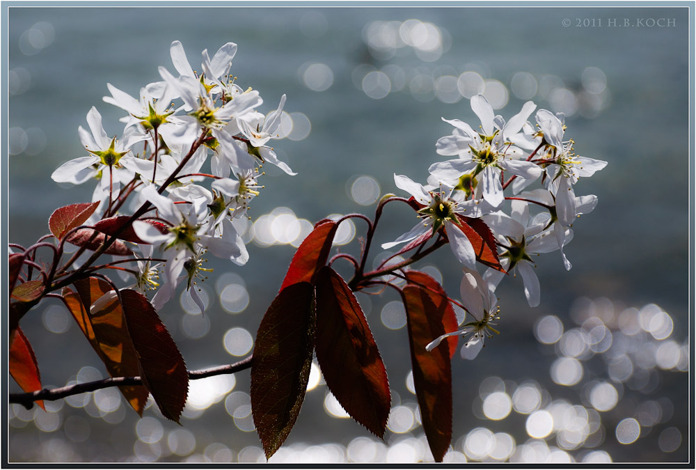 Weiße Blüten, rote Blätter, Wasser und Licht