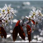 Weiße Blüten, rote Blätter, Wasser und Licht