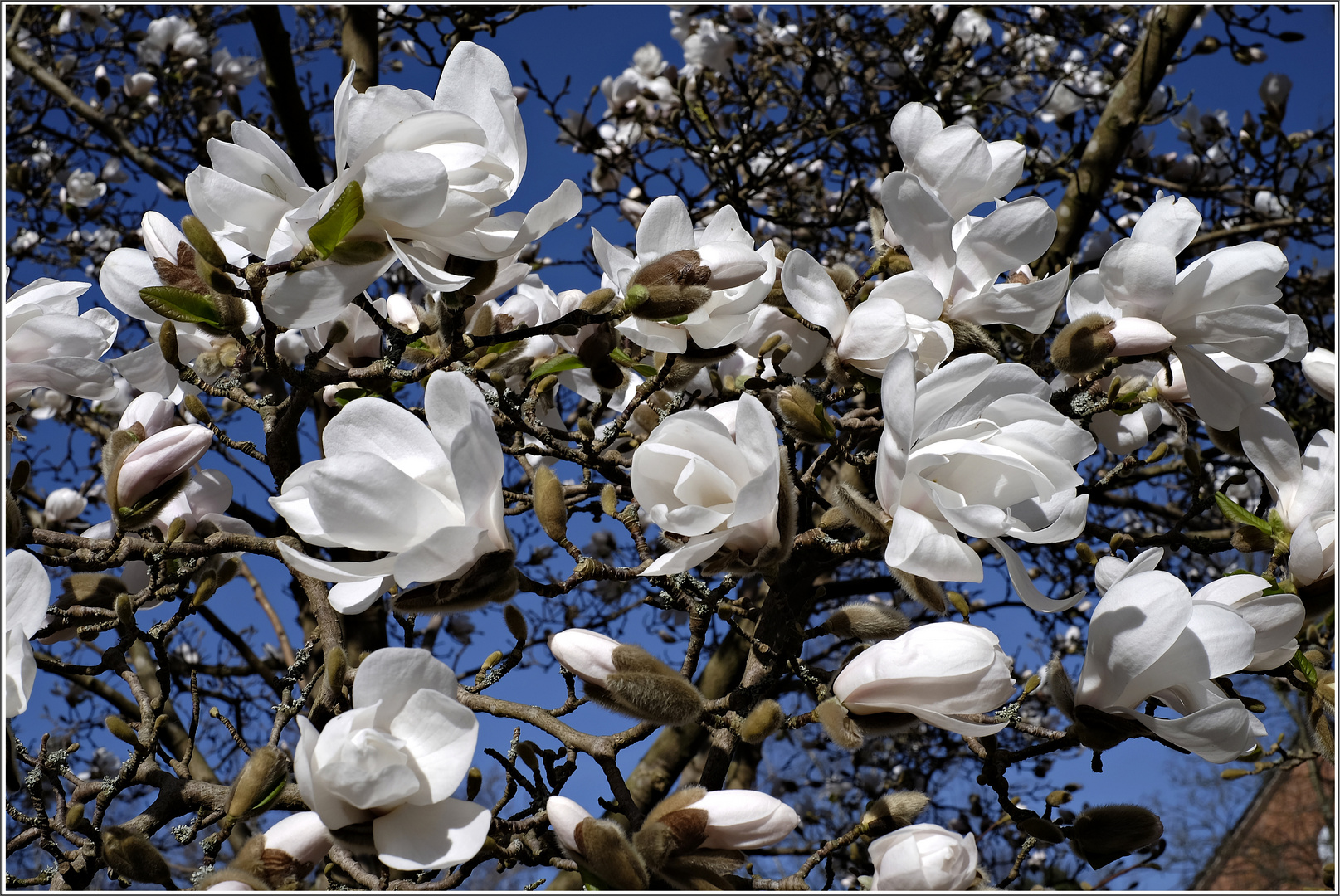 Weiße Blüten-Schönheiten am Magnolienbaum Foto & Bild | pflanzen, pilze & flechten, bäume ...