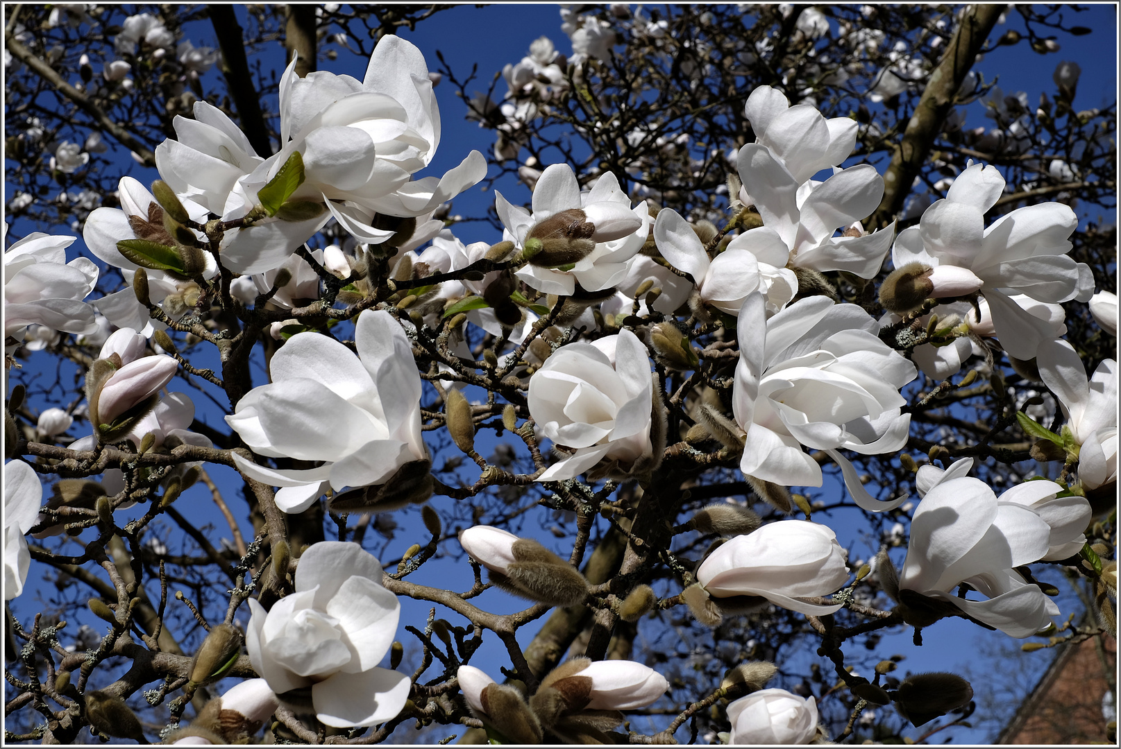 Weiße Blüten-Schönheiten am Magnolienbaum