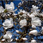 Weiße Blüten-Schönheiten am Magnolienbaum