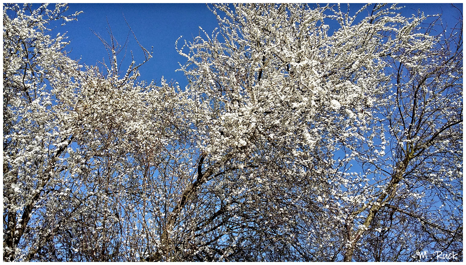 Weiße Blüten und Himmelblau 