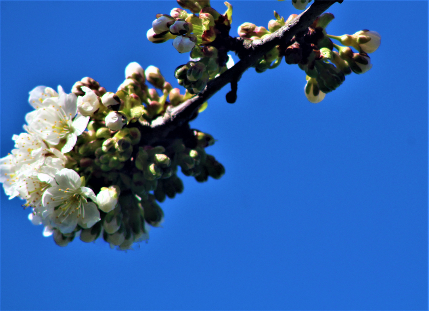 weisse Blüten, unter blauem Himmel