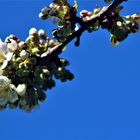 weisse Blüten, unter blauem Himmel