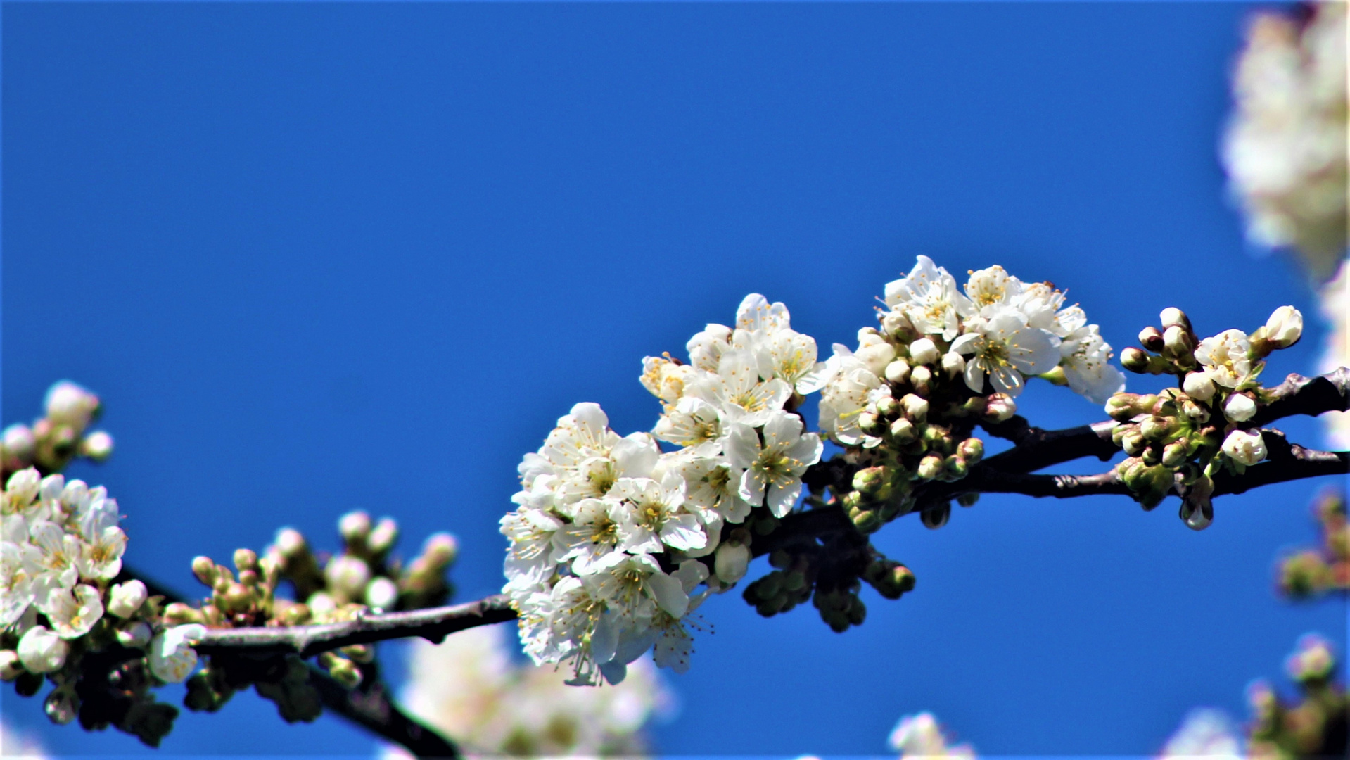 weisse Blüten unter blauem Himmel