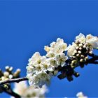 weisse Blüten unter blauem Himmel