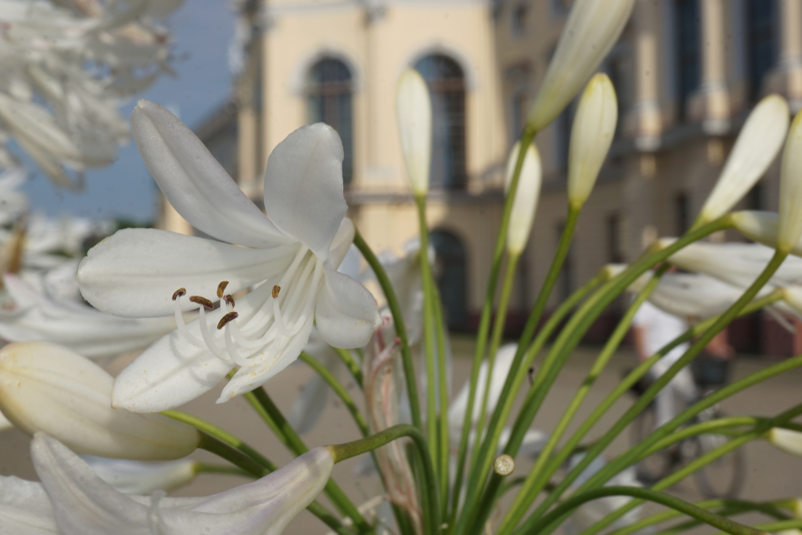 Weiße Blüten vor dem Schloss