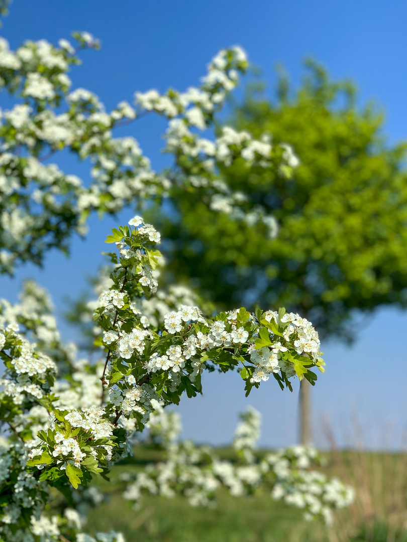 Weiße Blüten vor einem Baum