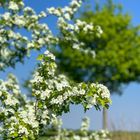 Weiße Blüten vor einem Baum