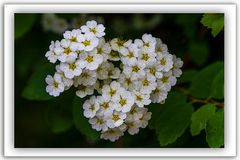 WEISSE BLÜTEN ZUM MITTWOCH