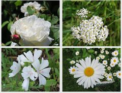 Weiße Blütencollage