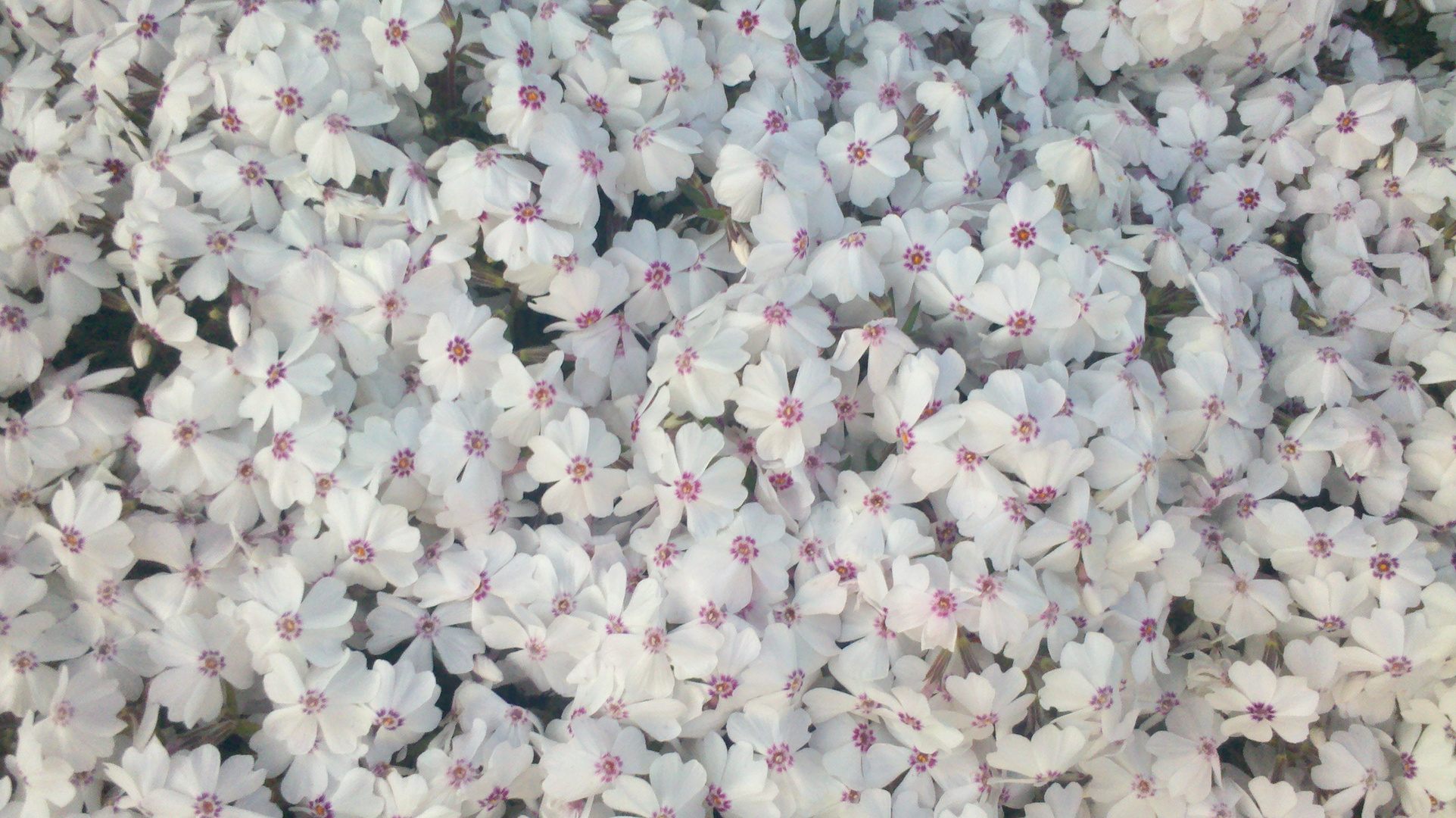 Weiße Blütenfläche