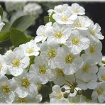  Weiße Blütenpracht