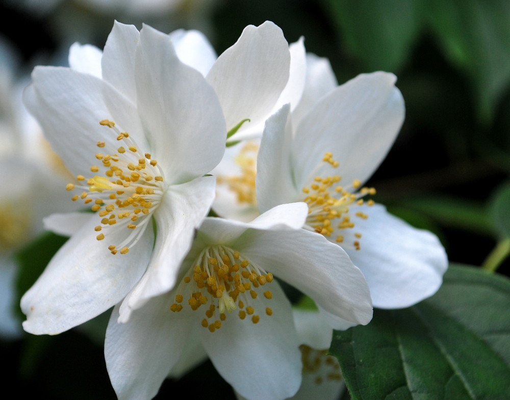 weiße Blütenpracht