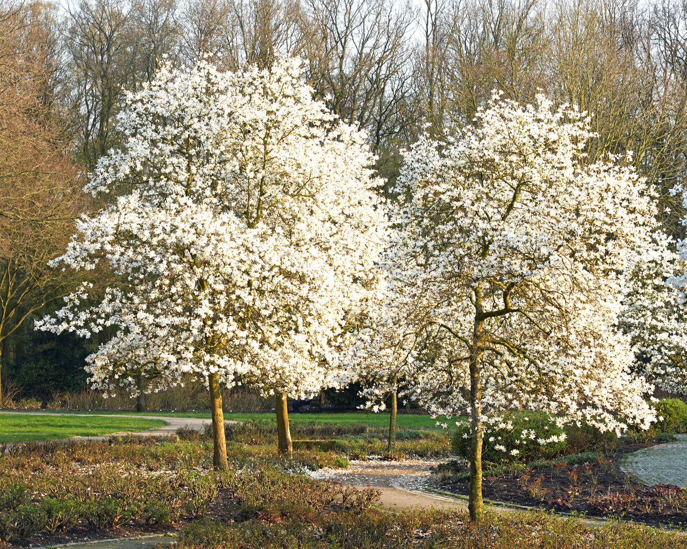 Weiße Blütenpracht