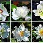 weiße Blütenpracht