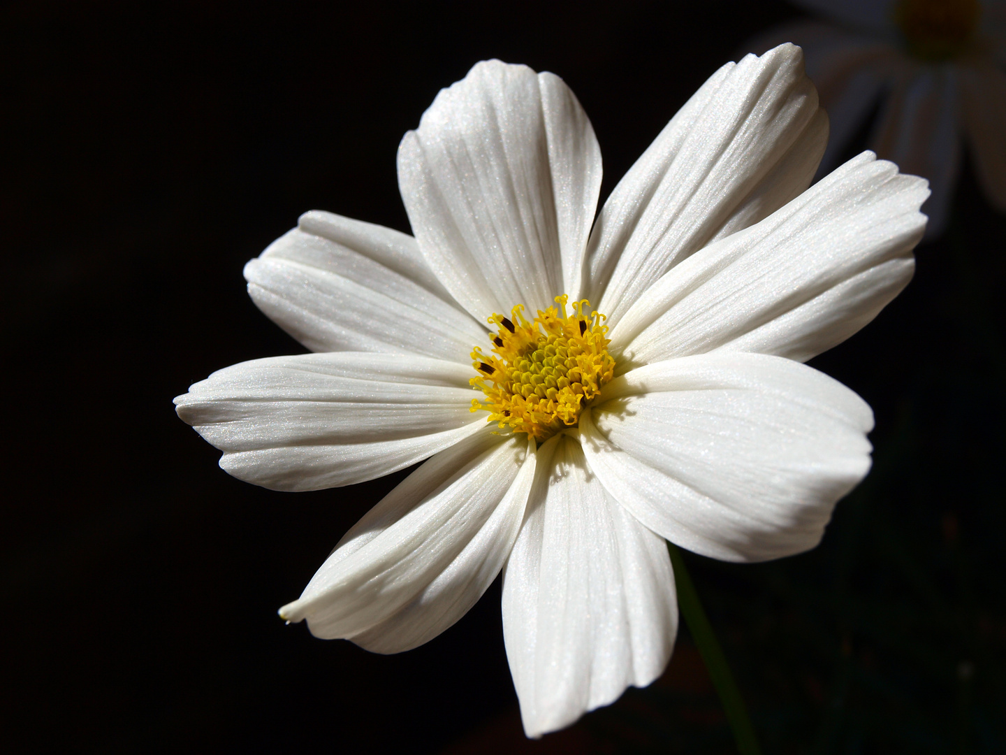 Weiße Blütenpracht