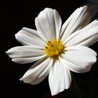 Weiße Blütenpracht