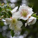 weiße Blütenpracht - Mount Stewart House - Northern Ireland